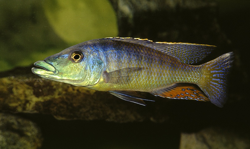 Lichnochromis acuticeps